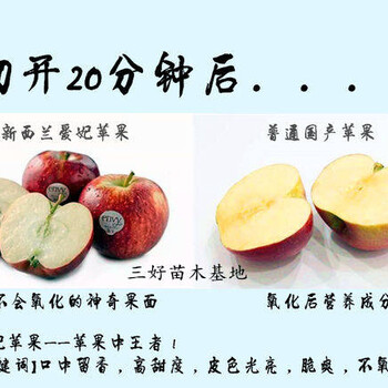 愛妃蘋果苗新西蘭品種苗