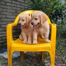 广州白云区哪里有信任度高的狗场，广州爱心犬舍（狗场）