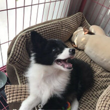 广州白云区哪里有好狗场，广州爱心犬舍（狗场）