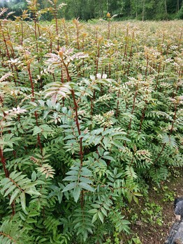 花椒如何育苗花椒苗怎么培育花椒树怎么育苗花椒怎样育