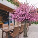 春节桃花树