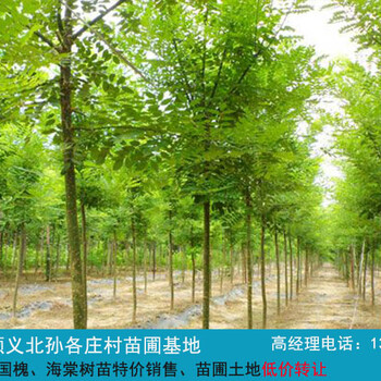 國槐樹苗價(jià)格慧怡苗木