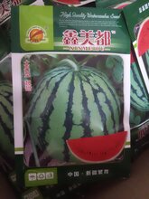 鑫美都西瓜种子,美都西瓜种子,鑫美都图片