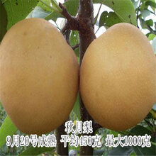 玉露香梨树苗批发图片