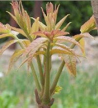 2018新收红叶香椿种子彩色蔬菜种子图片