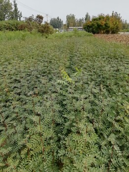 大紅袍花椒苗基地-供應0.5-2公分的大紅袍花椒苗，質優(yōu)