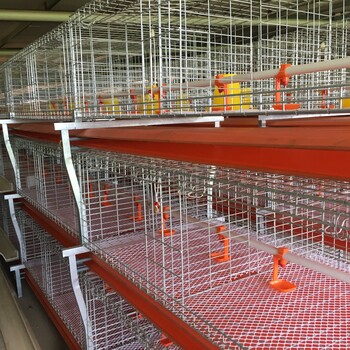 肉鸡笼养设备全自动养殖鸡笼厂家批发肉鸡笼价格