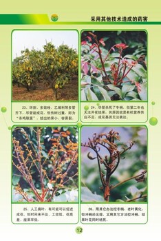 宇花靈2號在龍眼上控梢促花新技術(shù)