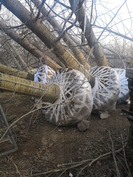 银杏树_银杏树价格_郯城县宝杰苗圃场