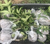 花椒苗藤椒树病虫防治，修枝，施肥综合管理