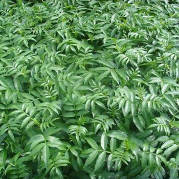 良種藤椒樹良種藤椒樹基良種藤椒苗批發(fā)價(jià)格良種藤椒樹產(chǎn)量良種藤椒采摘園