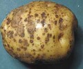 土豆瘡痂病防治生物農藥青枯立克上噴下灌