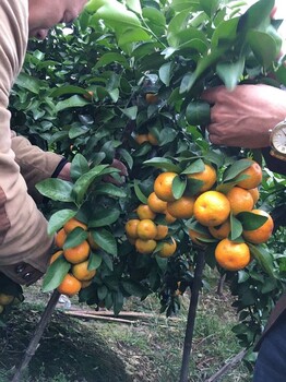 20多片地砂糖橘用宇花靈2號(hào)從無(wú)花變成坐上串串果全國(guó)招代理