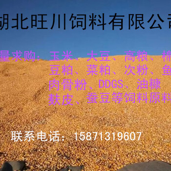 旺川长期求购玉米棉粕高粱碎米