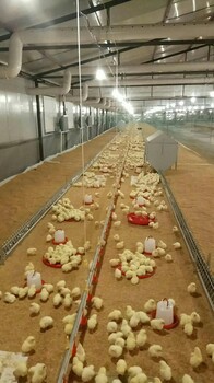 华邦鸡笼出口品质养鸡料线自动平养料线养殖设备配件