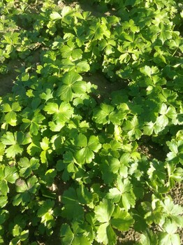 金蓮花苗技術(shù)