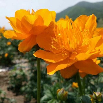 優(yōu)良金蓮花苗