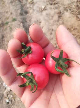 河南安阳圣女果种植基地