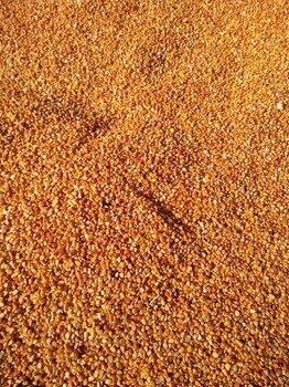 旺川大量求购高粱玉米次粉碎米