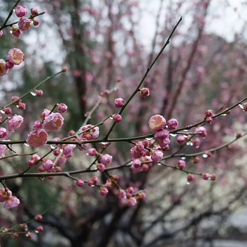 太仓广场景观设计,庭院设计方案