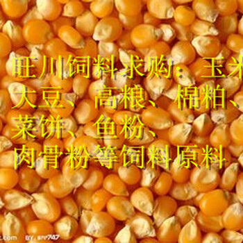 旺川常年求购玉米棉粕鱼油大豆