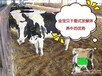 发酵床养牛给养殖户带来多少优势