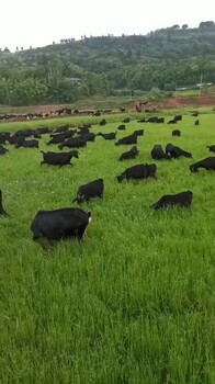 努比亚黑山羊养殖场黑山羊利润出售价格多少黑山羊养殖