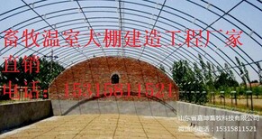 新型温室大棚畜牧养殖温室大棚养殖温室建造供应温室大棚图片4