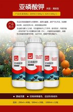 1561194807046752900-0.jpg@1e_1c_220w_220h_90Q.jpg