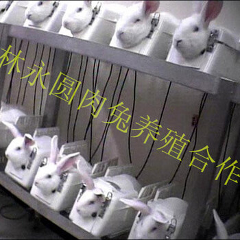桂林永圆养殖场,种兔,养殖,,回收肉兔