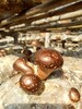 湖北隨州香菇木耳種植基地面向北京推薦