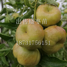 出售大蟠枣苗(和蟠桃一样大的枣子)图片
