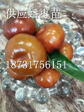 陕西蟠枣基地,陕西蟠枣多少钱一斤?图片