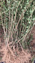 一年药用连翘苗价格绛县连翘苗种植图片