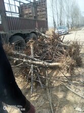 10公分苹果树价格,占地12公分苹果树出售图片