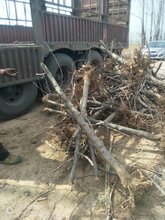 8公分占地苹果树10公分苹果树批发价格图片