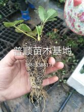 红颜草莓苗如何种植,河北红颜草莓苗亩产多少斤图片