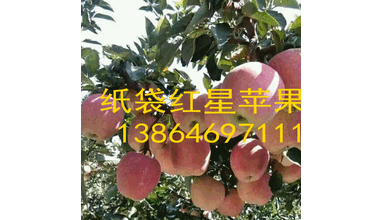 山东潍坊纸袋红星苹果产地批发价格便宜了图片