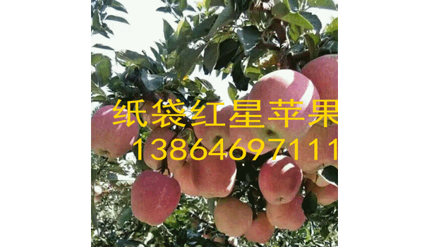 山东潍坊纸袋红星苹果产地批发价格便宜了