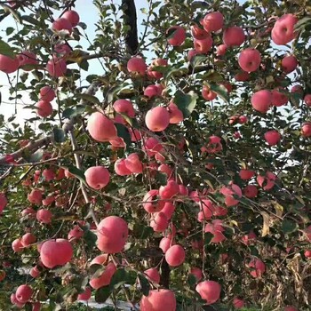 陕西洛川红富士苹果水果新鲜当季应季整箱10斤带箱大果鲜果脆甜吃