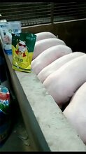 猪催肥,猪如何催肥、猪快速催肥白金肽图片