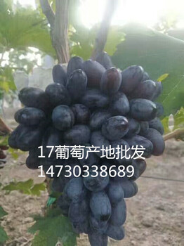 河北晋州紫甜无核葡萄a17大量有货价格优惠