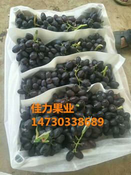 晋州a17葡萄紫甜无核葡萄9月大量上市