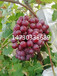 万亩红提葡萄河北葡萄水果批发价格低