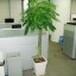 北京植物养护办公室植物养护