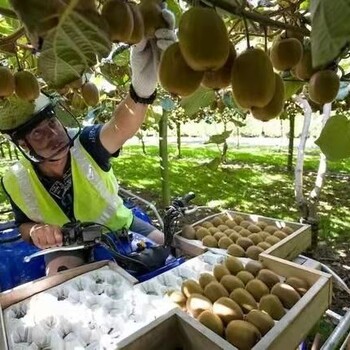 一手单种植工出国劳务正规工签合法打工劳务输出