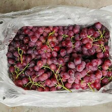 巨峰葡萄價格巨峰葡萄供應商圖片