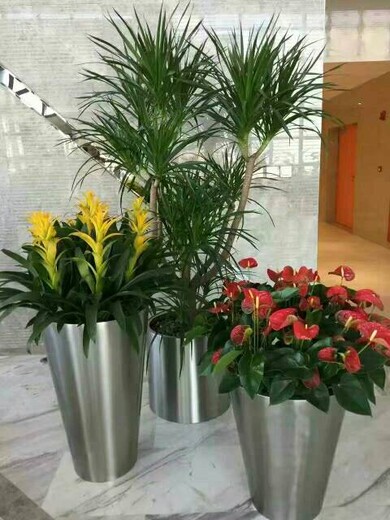 北京通州绿植出租公司,花卉