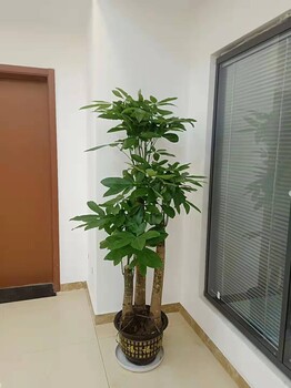 廊坊花卉植物租摆公司