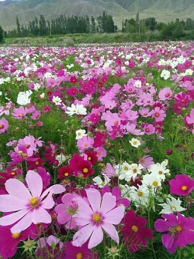 波斯菊花种子大量批发